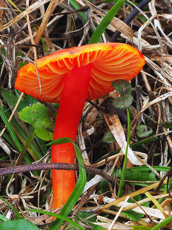 lúčnica šarlátová Hygrocybe coccinea (Schaeff.) P. Kumm.