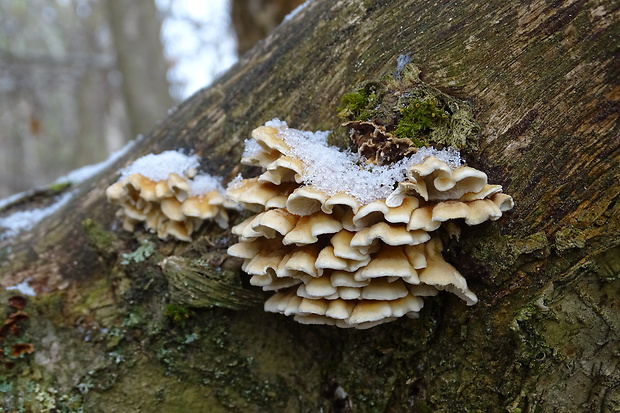 mäkkúšik kučeravý Plicaturopsis crispa (Pers.) D.A. Reid