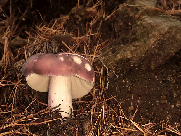 plávka obyčajná Russula integra (L.) Fr.