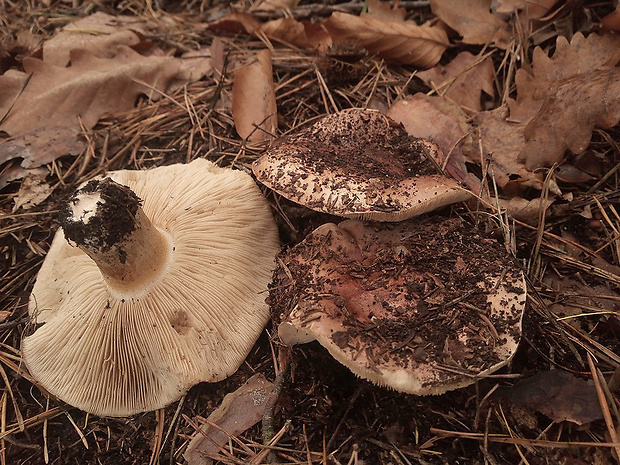 čírovka Tricholoma sp.