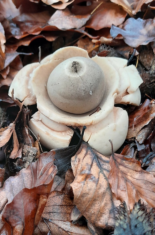 hviezdovka trojitá Geastrum triplex Jungh.