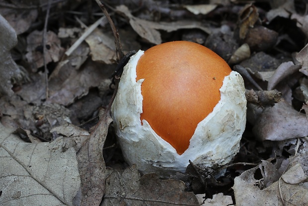 muchotrávka cisárska Amanita caesarea (Scop.) Pers.