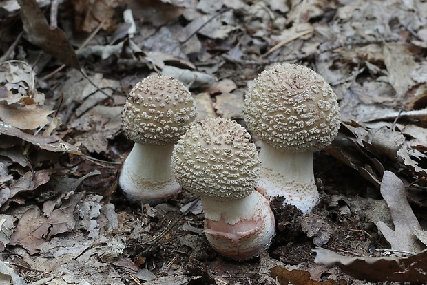 muchotrávka červenkastá Amanita rubescens Pers.