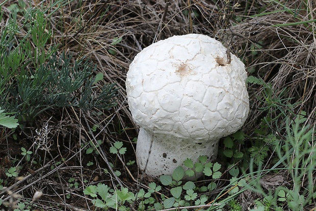 rozpadavec krehký Calvatia cyathiformis (Bosc) Morgan