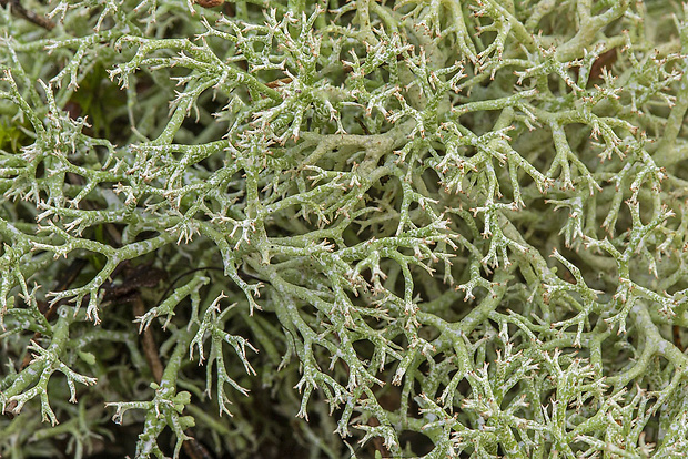 dutohlávka lesná Cladonia arbuscula subsp. arbuscula (Wallr.) Flot.