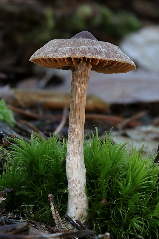 pavučinovec Cortinarius sp.