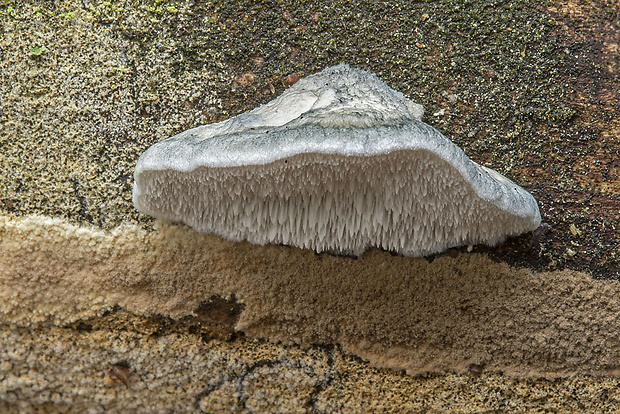 šťavnatec modrastý Cyanosporus caesius (Schrad.) McGinty