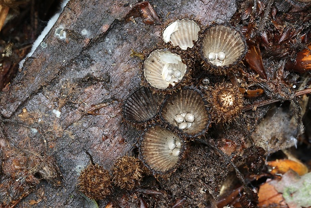 čiaškovec pásikavý Cyathus striatus (Huds.) Willd.