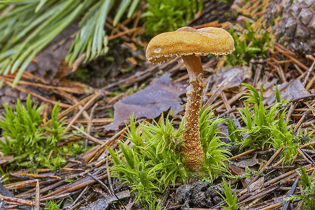 zrnivka Cystoderma sp.