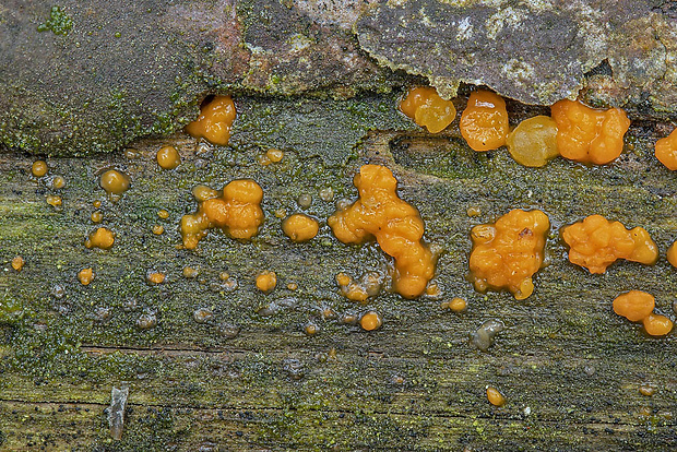 slzovec Dacrymyces sp.