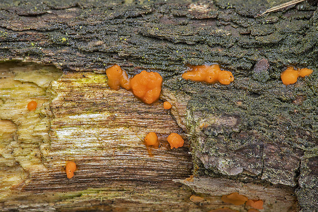 slzovec Dacrymyces sp.