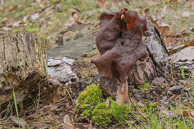 ušiak mitrovitý Gyromitra infula (Schaeff.) Quél.