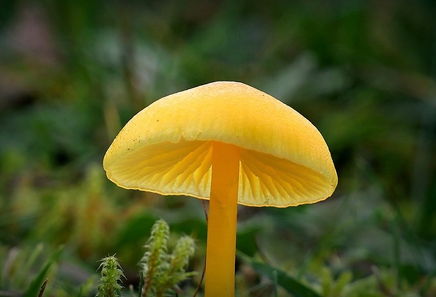 lúčnica citrónovožltá Hygrocybe chlorophana (Fr.) Wünsche