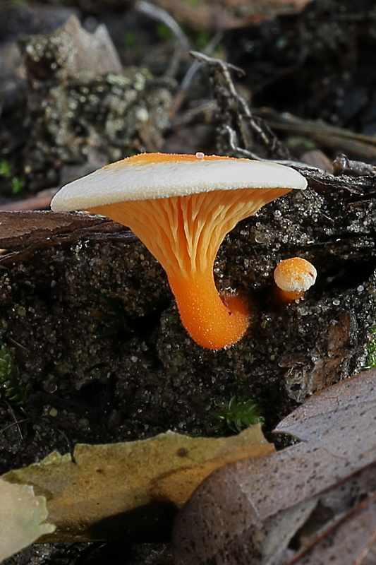 líška oranžová Hygrophoropsis aurantiaca (Wulfen) Maire