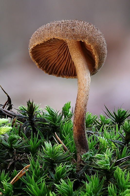 vláknica plstnatá Inocybe lacera (Fr.) P. Kumm.