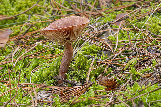 rýdzik ryšavý Lactarius rufus (Scop.) Fr.