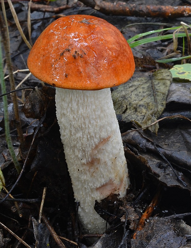 kozák osikový Leccinum albostipitatum den Bakker & Noordel.