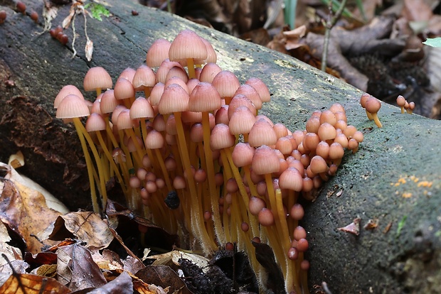 prilbička žltohlúbiková Mycena renati Quél.