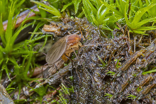 hubárka Mycetophila fungorum  (De Geer, 1776)