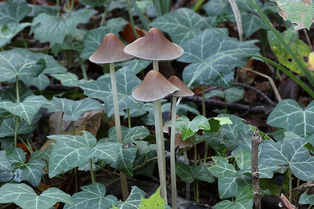 drobuľka veľká Parasola conopilus (Fr.) Örstadius & E. Larss.