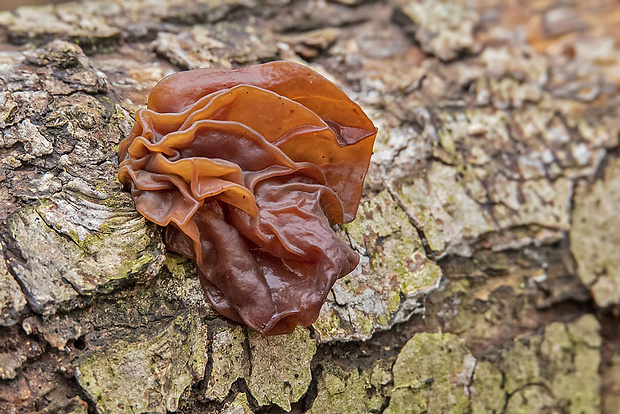 rôsolovka Phaeotremella cf. frondosa (Fr.) Spirin & V. Malysheva