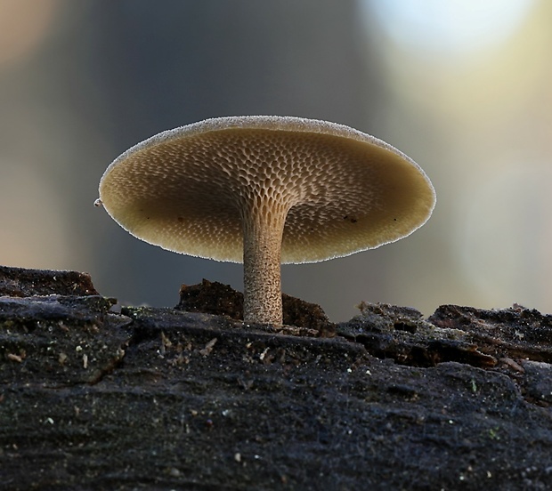 trúdnik Polyporus sp.