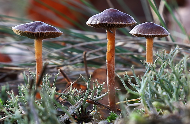 holohlavec tmavý + dutohlávka lesná Psilocybe montana + Cladonia arbuscula (Pers.) P. Kumm.