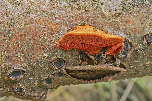 červenica rumelková Pycnoporus cinnabarinus (Jacq.) P. Karst.