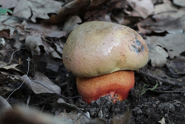 hríb purpurový Rubroboletus rhodoxanthus Kuan Zhao &amp; Zhu L. Yang