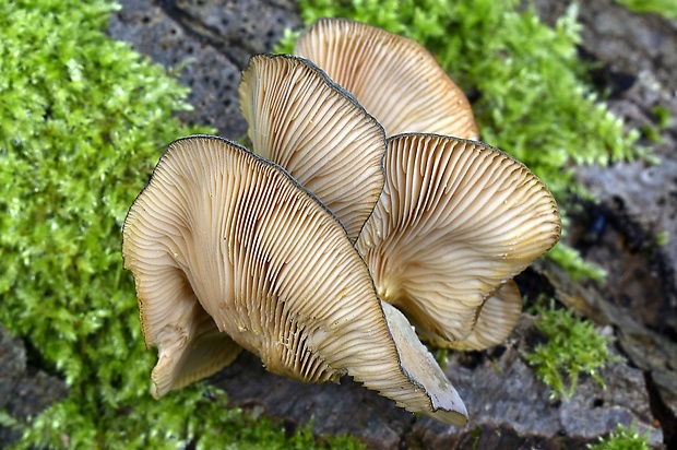 pňovka neskorá Sarcomyxa serotina (Pers.) P. Karst.