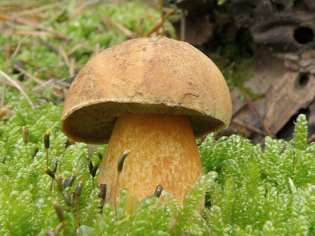 masliak strakatý Suillus variegatus (Sw.) Kuntze