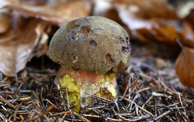 hríb zrnitohlúbikový Sutorius luridiformis (Rostk.) G. Wu & Zhu L. Yang