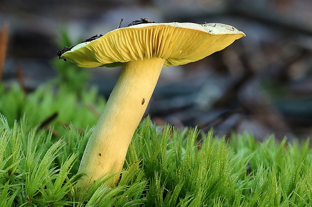 čírovka zelenkastá Tricholoma equestre (L.) P. Kumm.