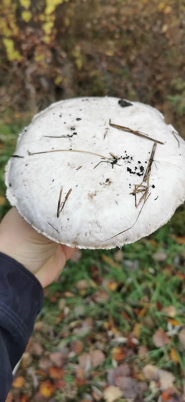 pečiarka poľná Agaricus campestris L.