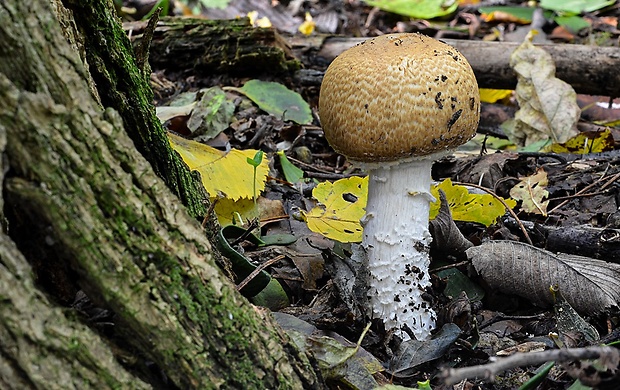 pečiarka obrovská Agaricus augustus Fr.