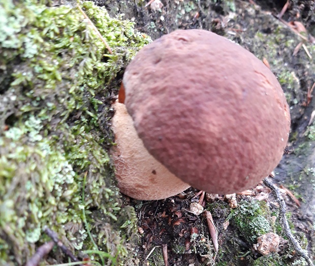 hríb sosnový Boletus pinophilus Pil. et Dermek in Pil.