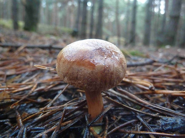 meďovec korenistý Chalciporus piperatus (Bull.) Bataille