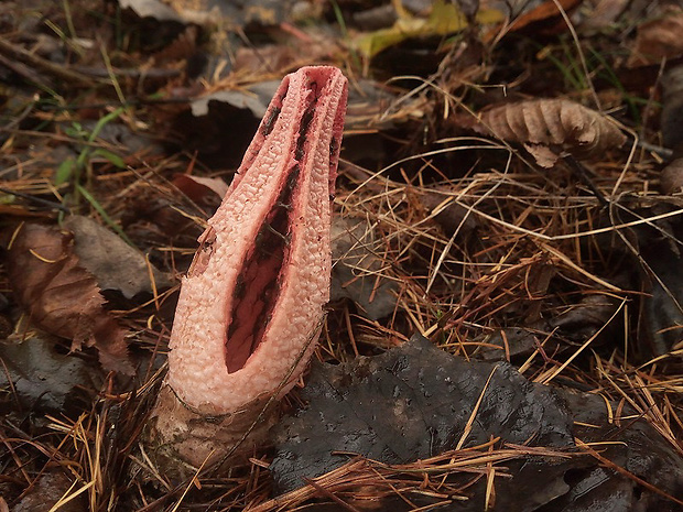 mrežovka kvetovitá Clathrus archeri (Berk.) Dring