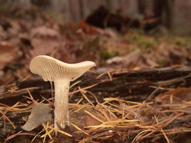 strmuľka Clitocybe sp.