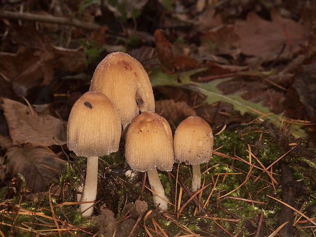 hnojník ligotavý Coprinellus micaceus (Bull.) Vilgalys, Hopple & Jacq. Johnson