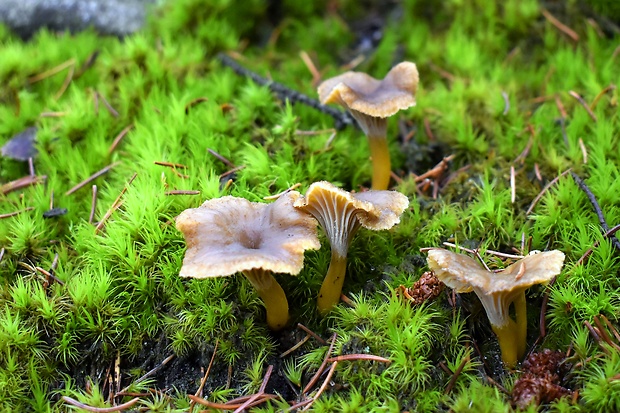 kuriatko lievikovité Craterellus tubaeformis (Fr.) Quél.