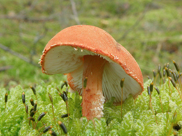 zrnivka Cystoderma sp.