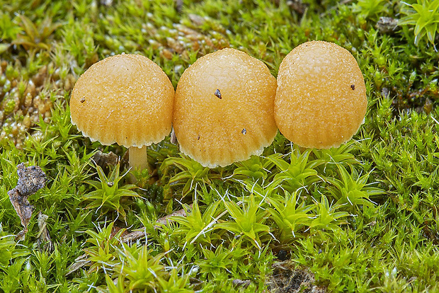 kapucňovka hladká Galerina graminea (Velen.) Kühner