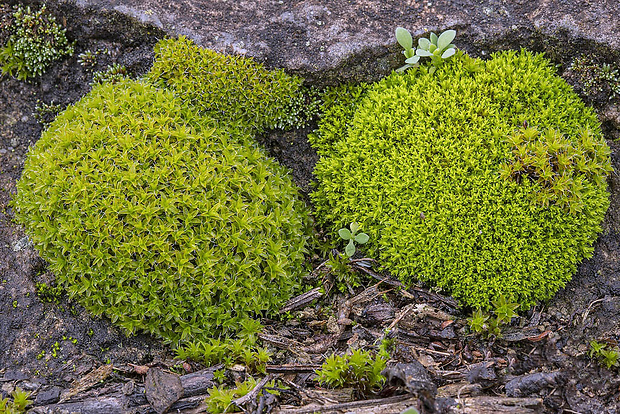 drobivka vankúšikovitá Grimmia pulvinata (Hedw.) Sm.