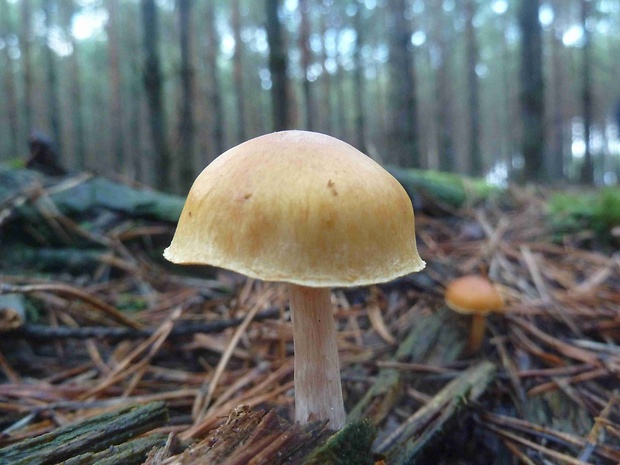 šupinovec nevoňavý Gymnopilus penetrans (Fr.) Murrill