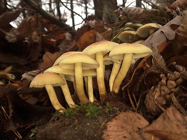 strapcovka zväzkovitá Hypholoma fasciculare (Huds.) P. Kumm.