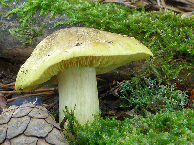 čírovka zelenkastá Tricholoma equestre (L.) P. Kumm.