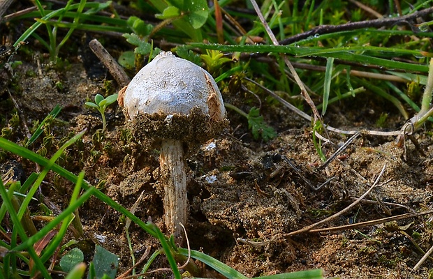 stopkovec Hollósov Tulostoma pulchellum Sacc.