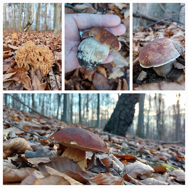 hríb sosnový Boletus pinophilus Pil. et Dermek in Pil.