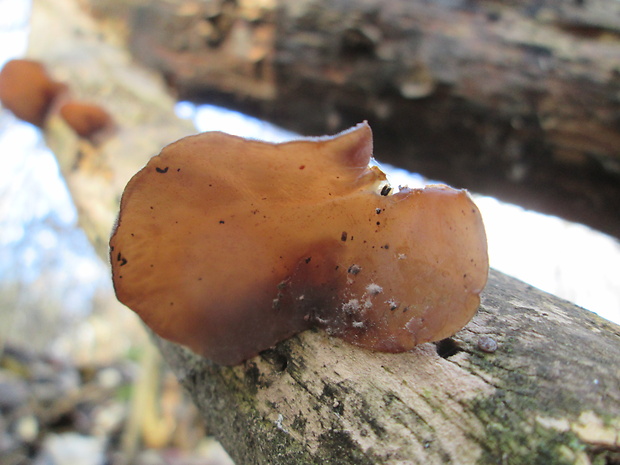 uchovec bazový Auricularia auricula-judae (Bull.) Quél.